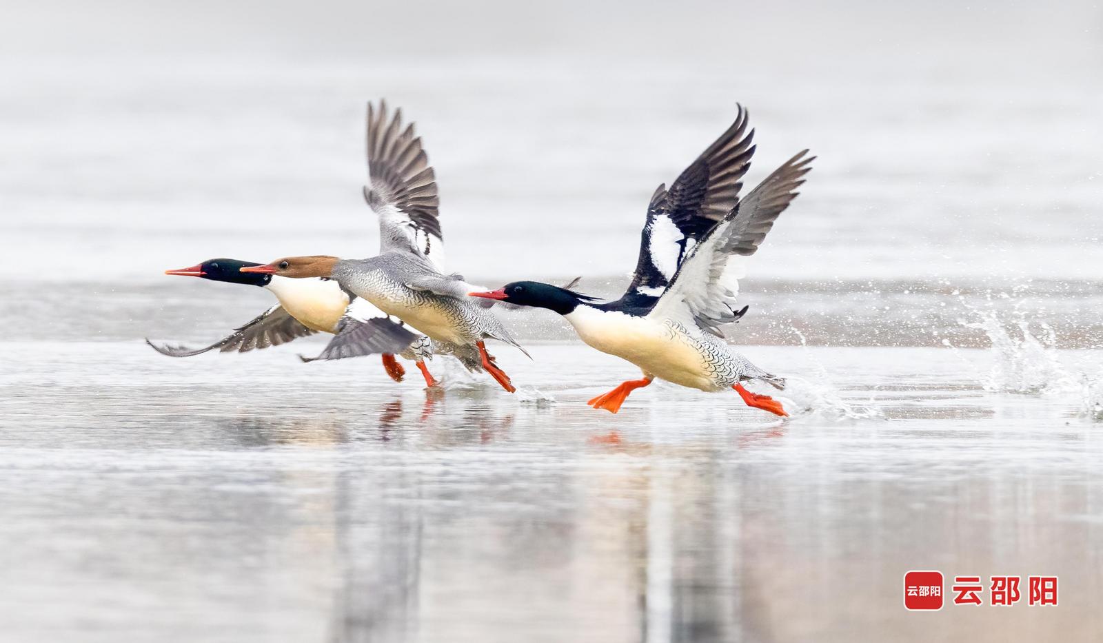 《凌波起飞的中华秋沙鸭》张小明 摄