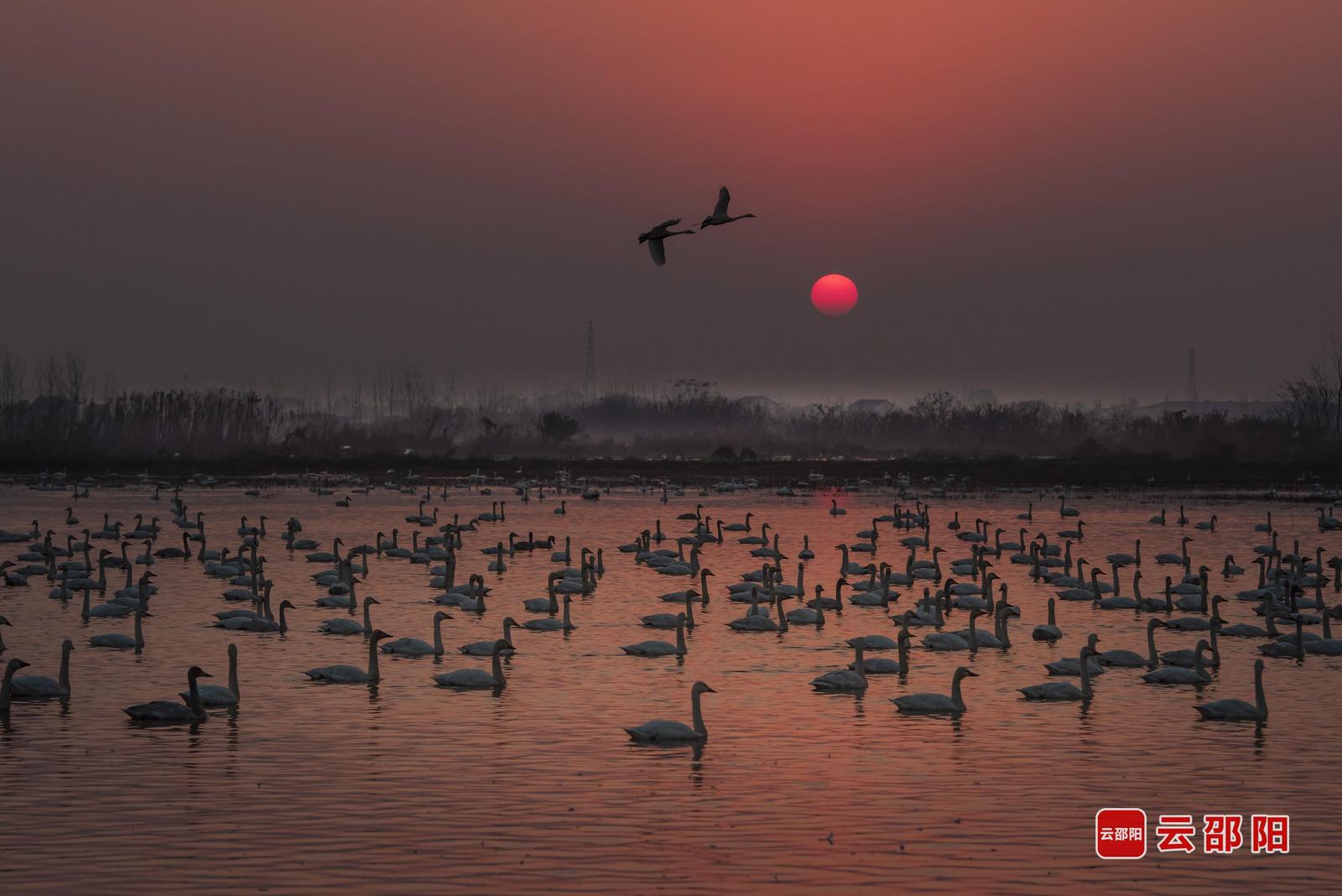 《晨曦中的天鹅曲》谢芬 摄