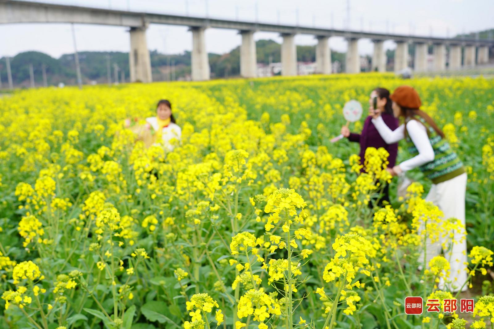 2月22日,隆回县铜盆江村油菜花初开,吸引游客前来打卡。罗理力 摄