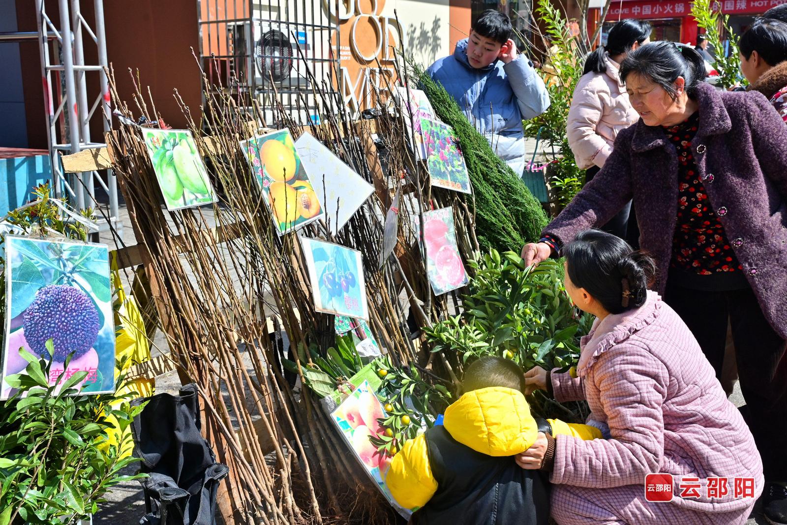 2月20日,隆回县金石桥镇村民在集市选购苗木,忙于春种。贺上升 摄