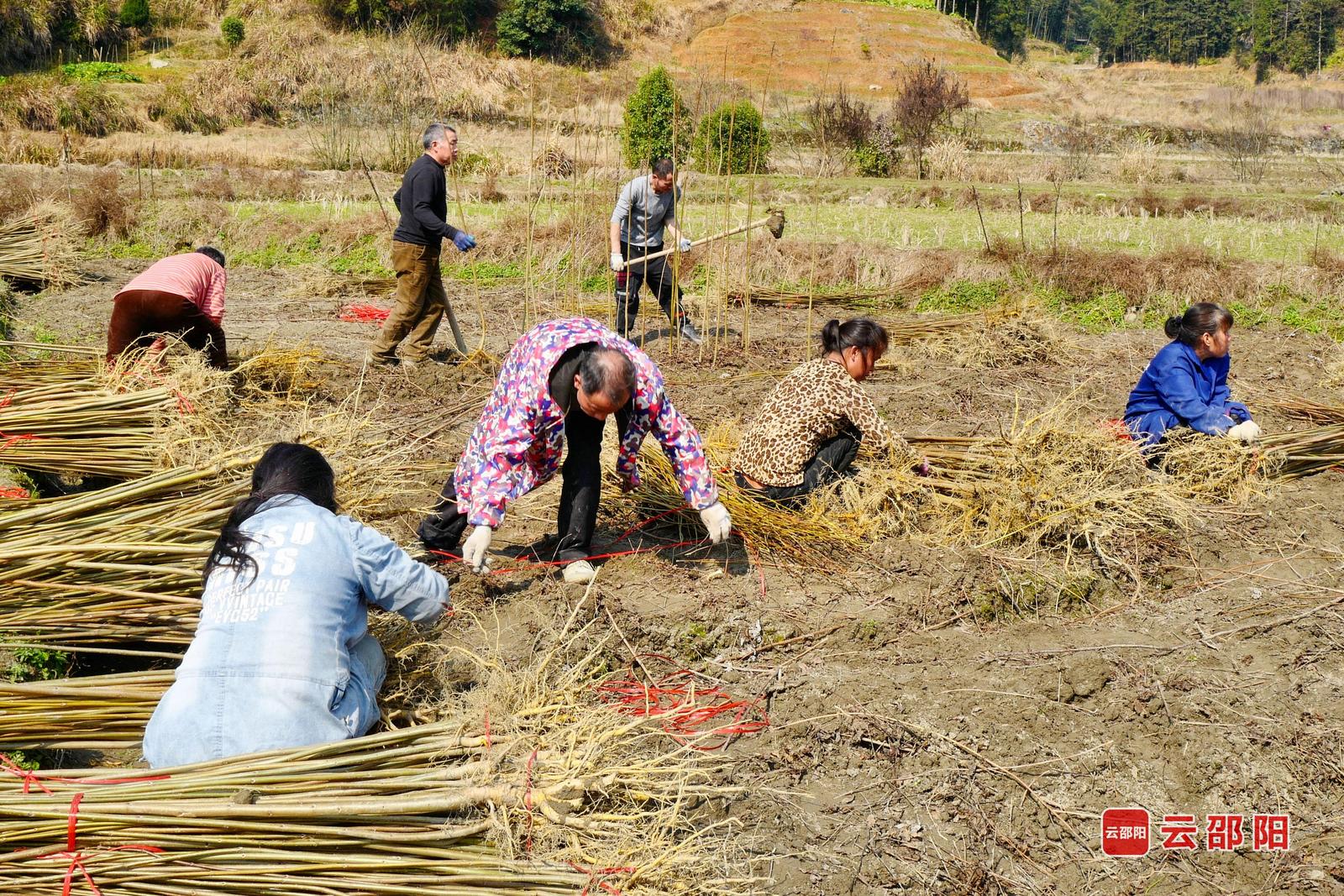 2月22日,隆回县司门前镇竹山院村苗木基地繁忙,村民抢挖黄柏树苗供应正月市场。罗理力 阳莲珍 摄影报道