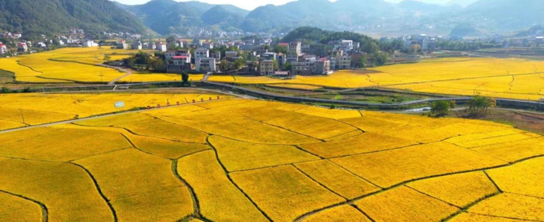 新宁县安山乡车头村烟稻公园。