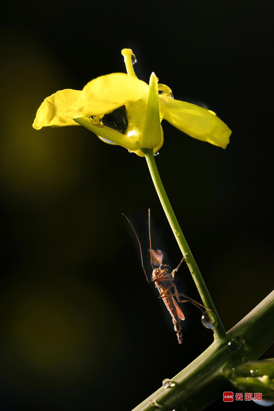 虫语 张甲平 摄
