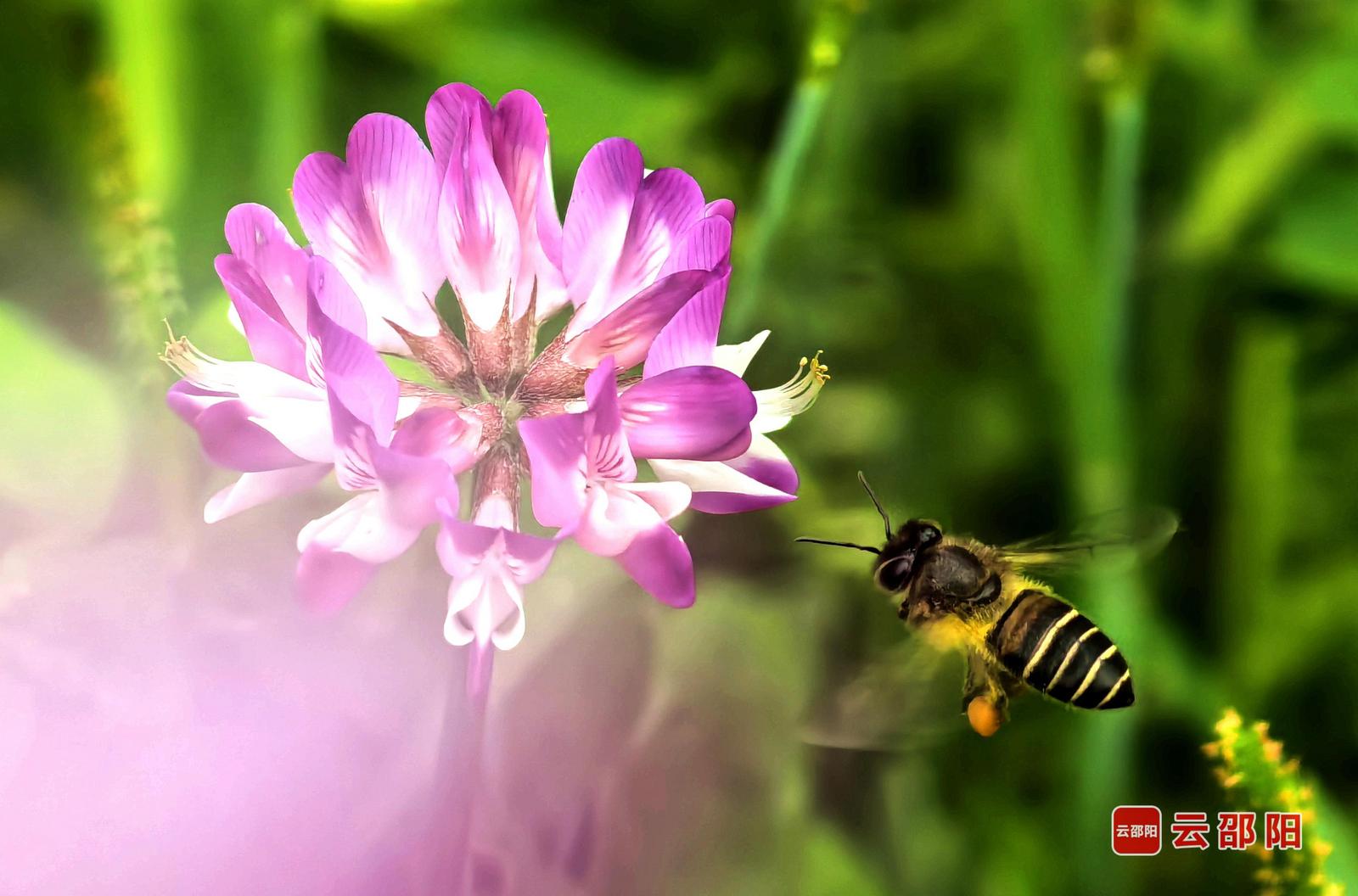 紫色约定 颜克明 摄