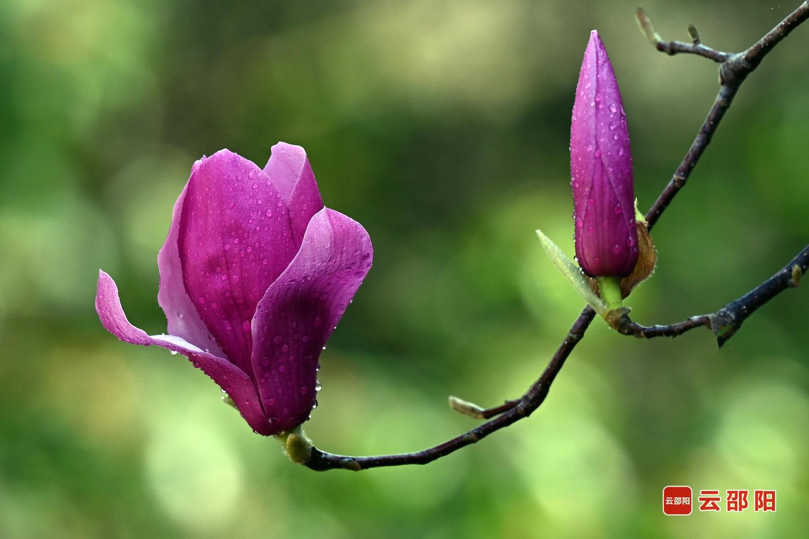 紫玉兰 杨盛美 摄