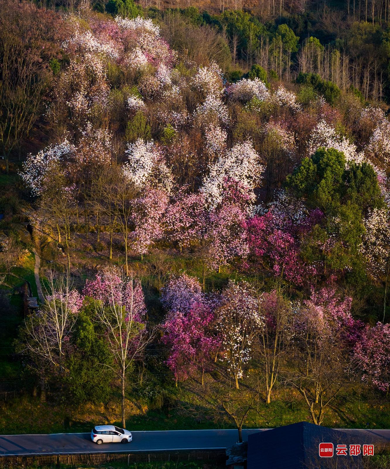 春山织锦 刘小康 摄