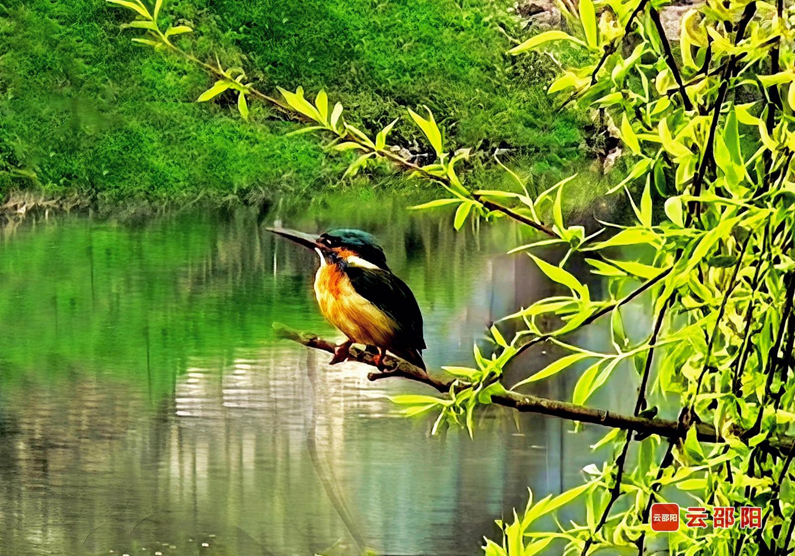 枝头翠鸟 颜克明 摄