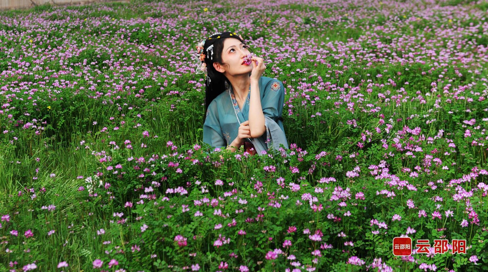 紫云英 易江波 摄